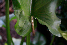 Load image into Gallery viewer, Gold Baby Bangle
